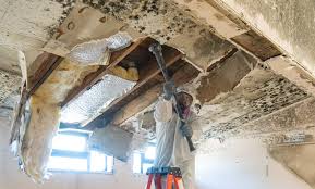 Trusted Rush City, MN Mold Removal Experts